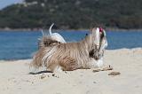 SHIH TZU 082